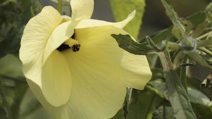 Hibiscus Is Known as ‘Nature’s Botox,’ But Does It Live Up to the Hype?