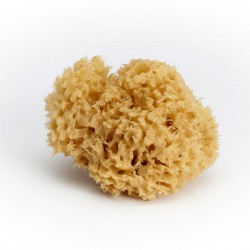 Marine Sponges x 12